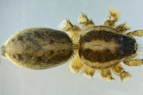 Réf. 216 510 : Pardosa agrestis